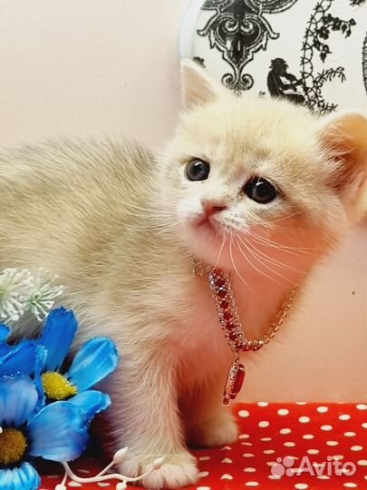 Британские золотые котята с документами