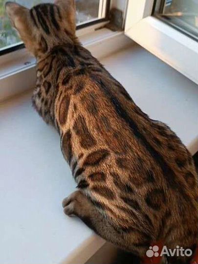Бенгальская кошка