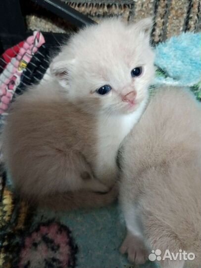 Котята сибирской кошки