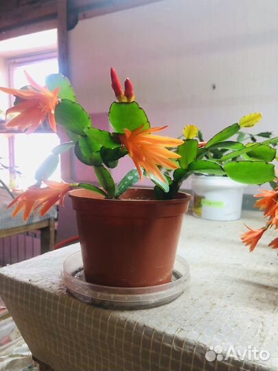 Комнатные цветы декабрист-рипсалидопсис