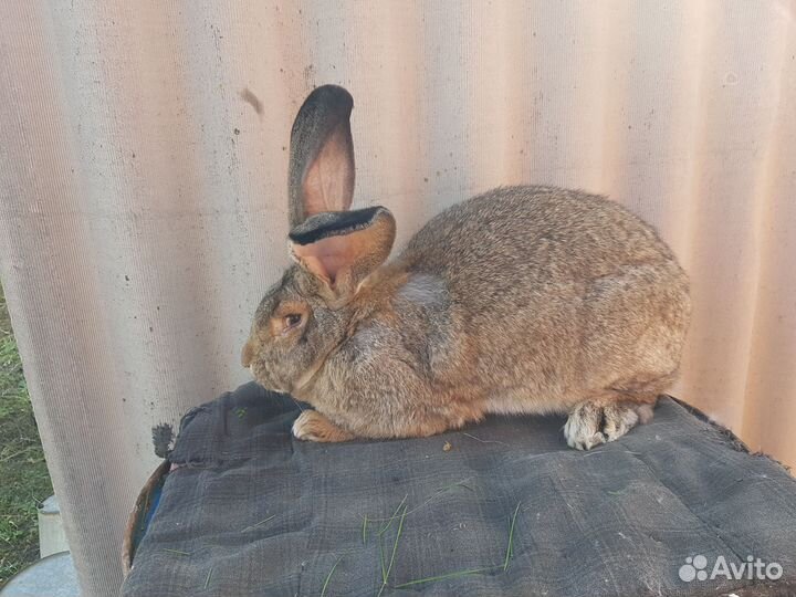 Бельгийские Великаны (Фландр)