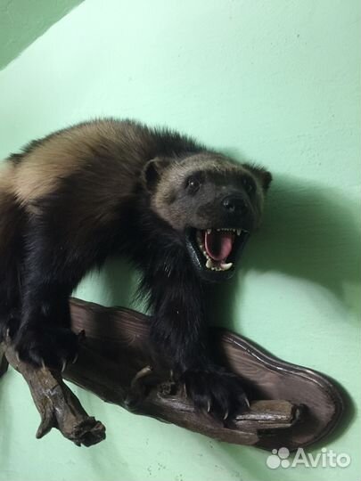 Чучело Росомахи