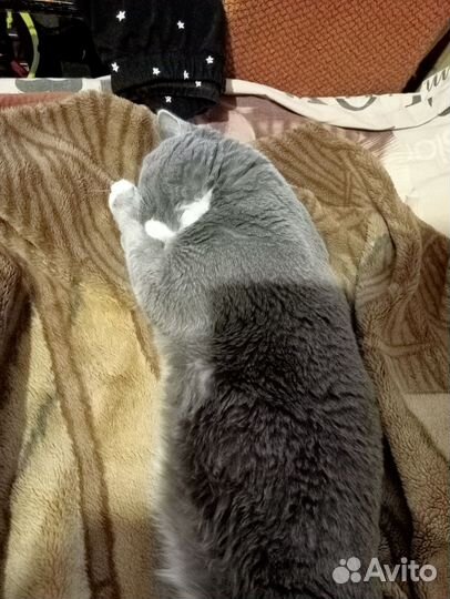 Шотландская