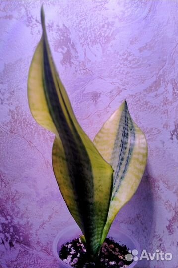 Сортовые сансевиерии Футура Вариегатная