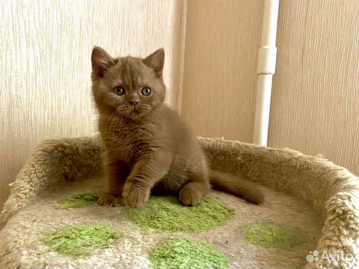 Британская кошечка