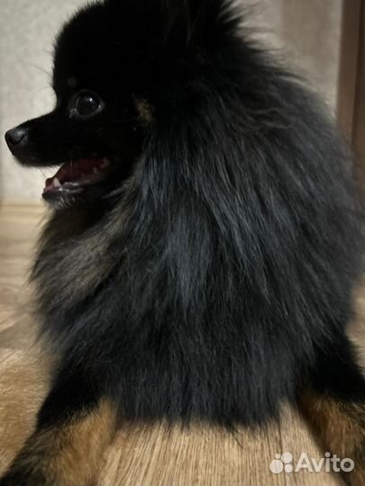 Немецкий шпиц вязка