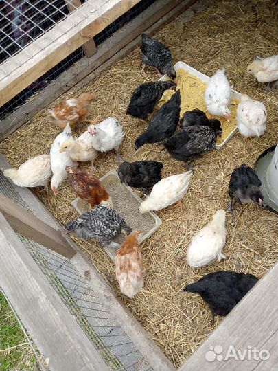 Петушки домашние