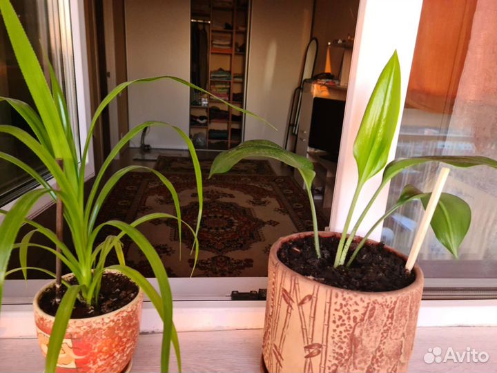 Комнатные цветы панданус