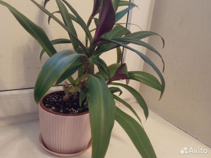 Традесканция Рео