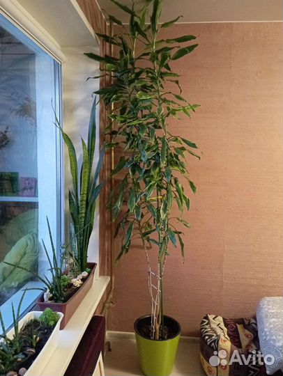 Комнатные цветы драцена