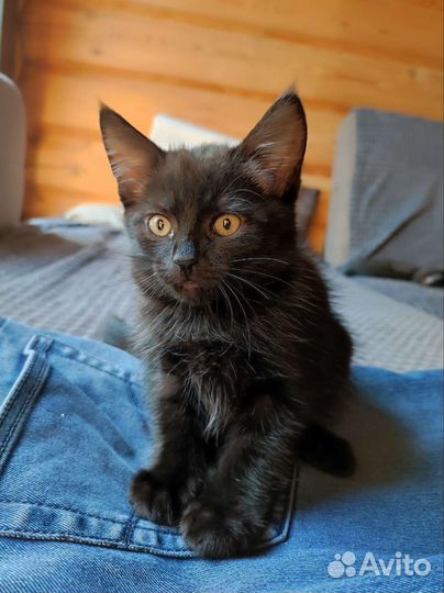 Котенок в добрые руки
