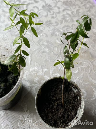 Домашние цветы