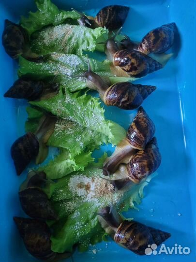 Улитки ахатины