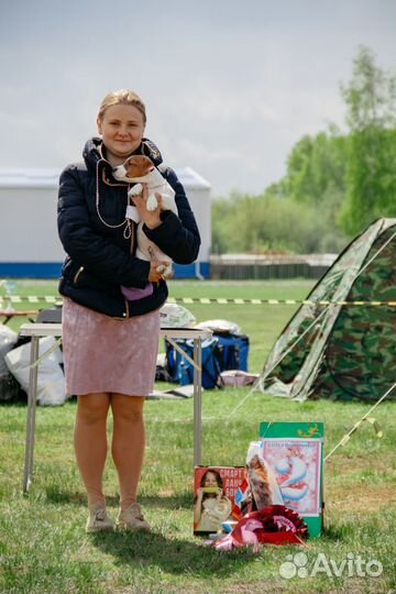 Джек Рассел терьер девочка