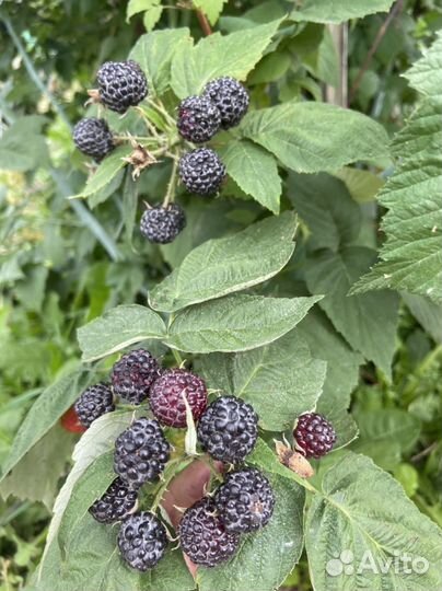 Саженцы черной малины Кумберленд