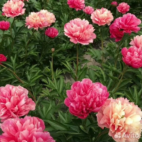 Пион Лорелей