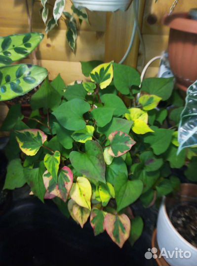 Хаутюйния. Сансевиерия цилиндра