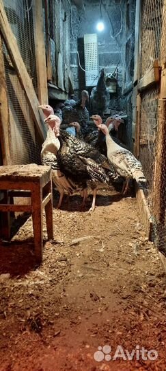 Домашняя птица