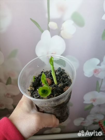 Калатея нетворк