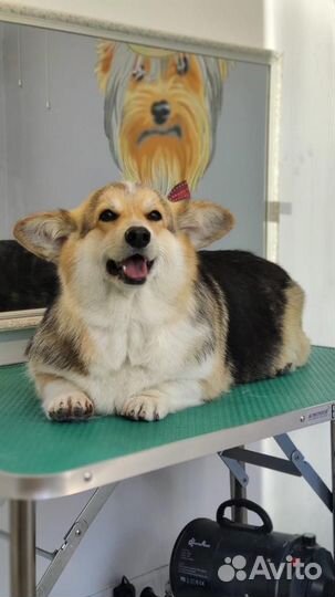 Отдам в хорошие руки Корги 4 года
