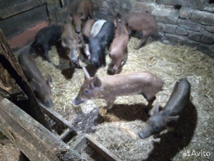 Поросята