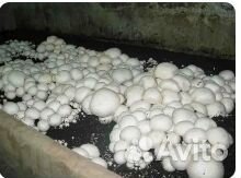 Готовые компостные грядки шампиньонов