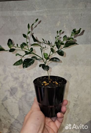 Мурайя, Муррайя метельчатая