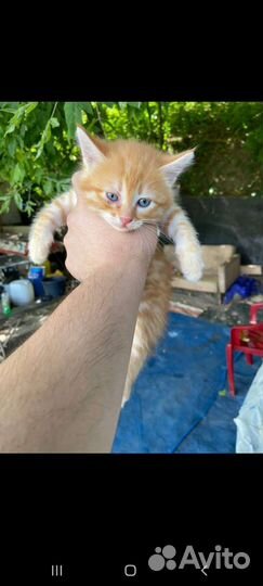 1.5 месячные котята в добрые руки. бесплатно