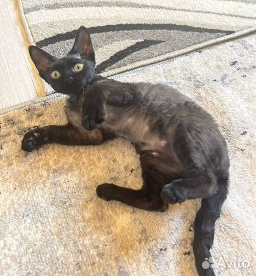 Девон-рекс девочка