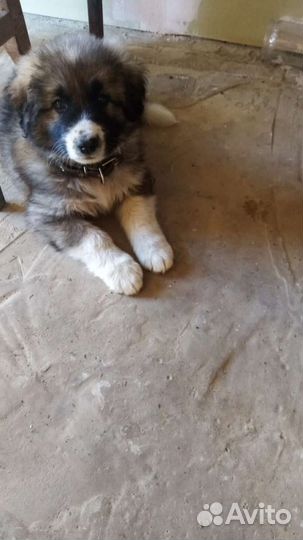 Щенки Алабая добрые руки