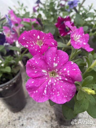 Продам рассаду эустомы/калибрахоа/петунии