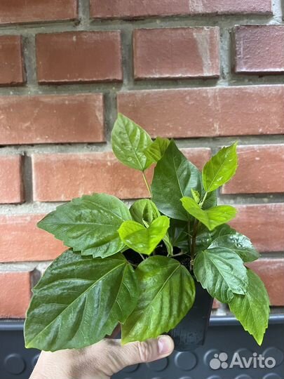 Комнатные растения