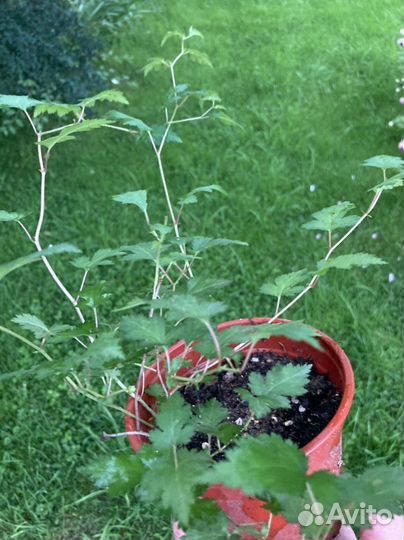 Стефанандра