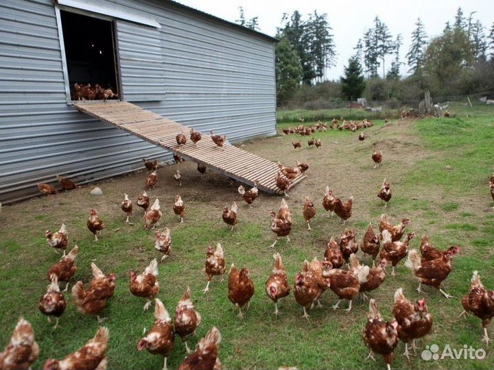 Куры несушки