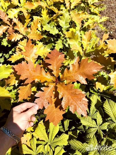 Дуб красный (Канадский )