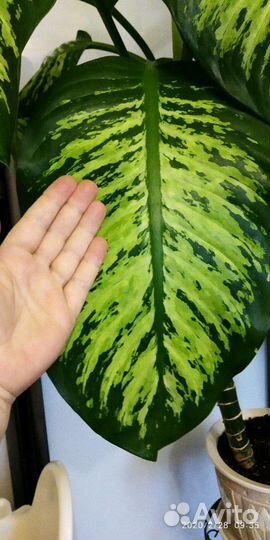 Диффенбахия