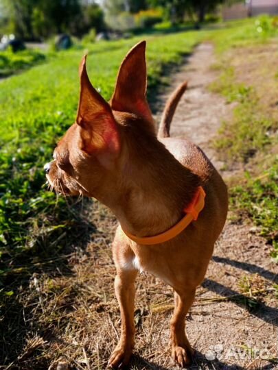 Мини Той-терьер вязка