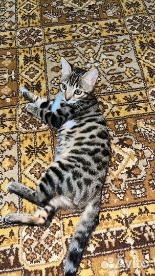 Бенгальская