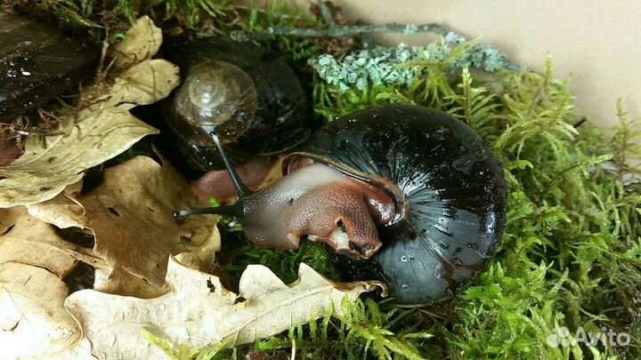 Улитки архахатины и ахатины