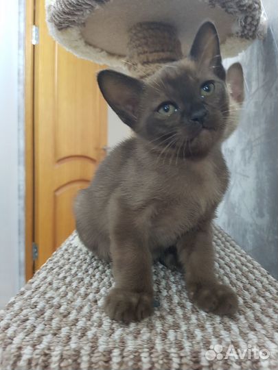 Котята европейской бурмы