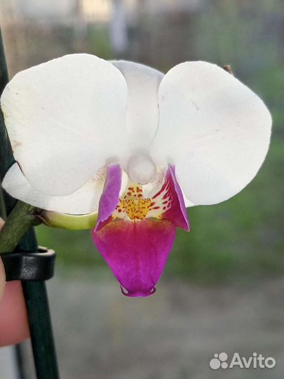 Орхидея миди