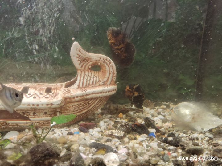 Астронотус 2шт