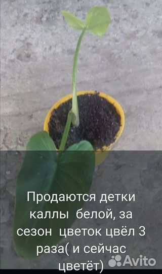 Комнатные цветы