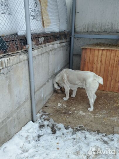 Отдам в добрые руки Алабая