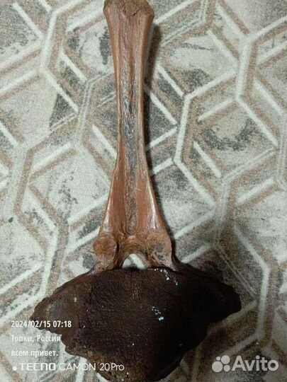 Кость мамонта