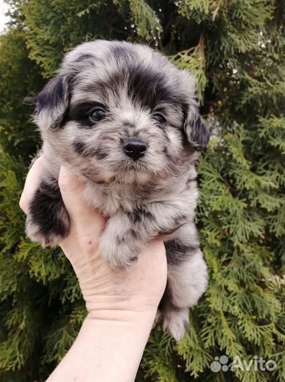 Мальтипу Помапу