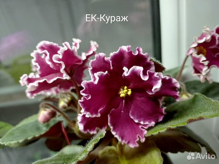 Листочки фиалки