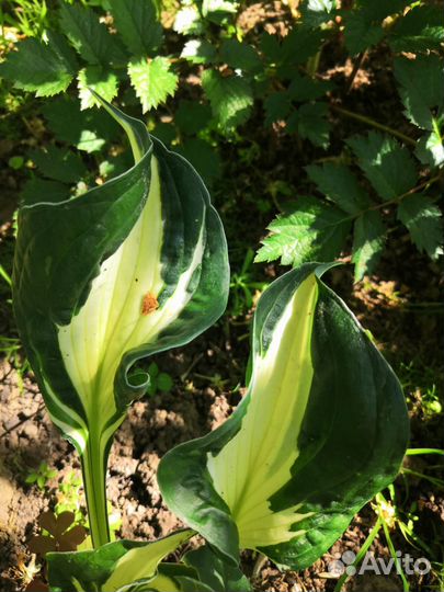 Продаются хосты