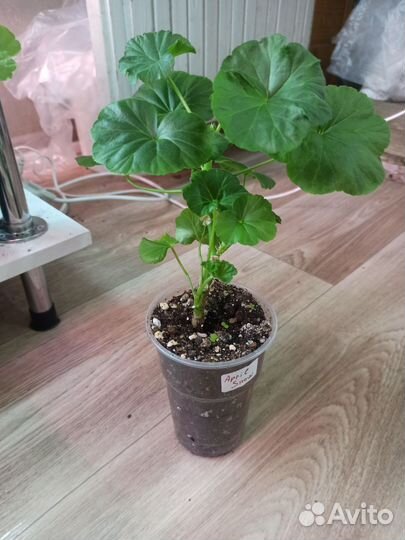 Пеларгония April Snow