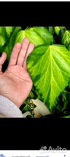 Плющ Салфер Харт